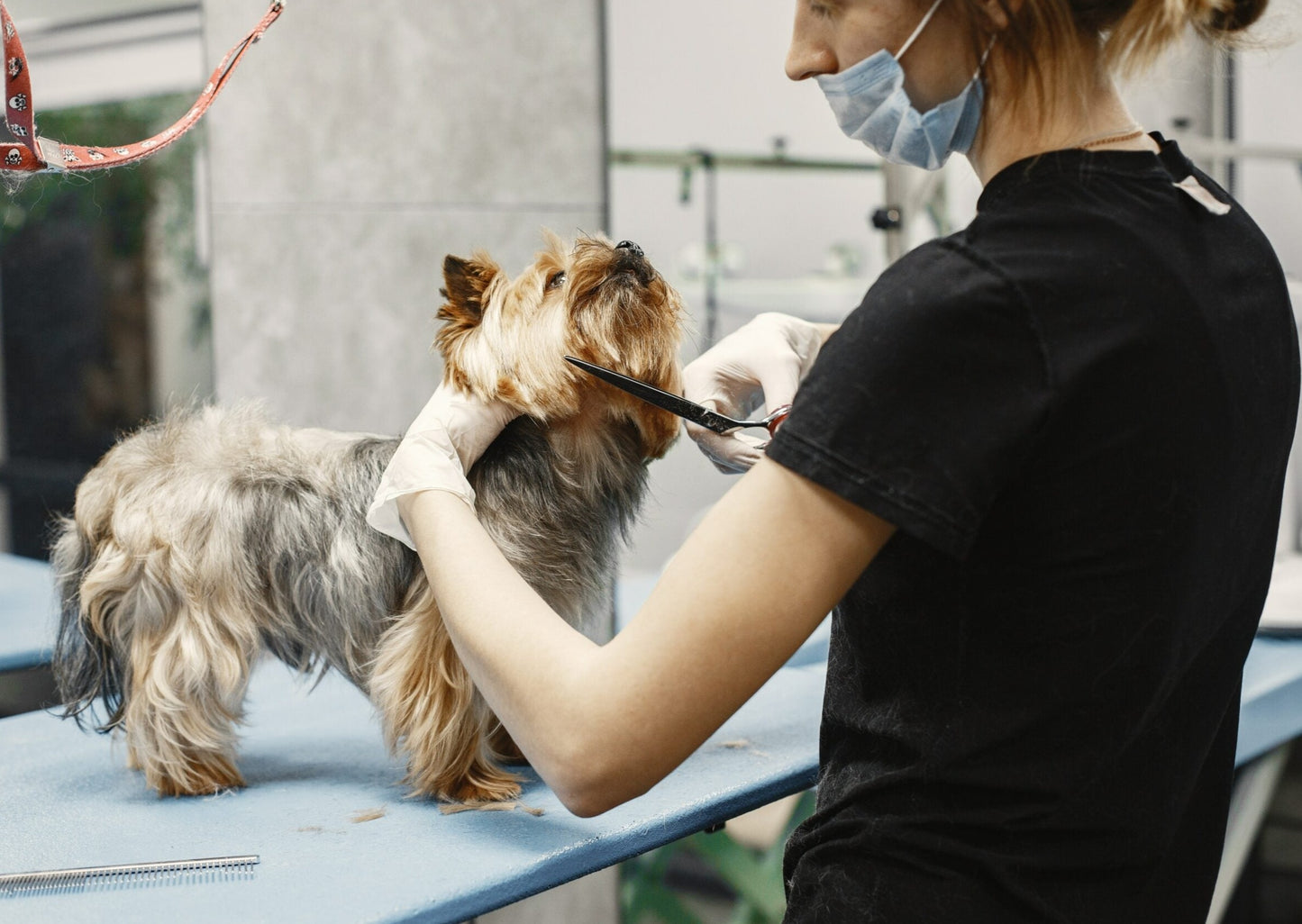 chien lors d'un toilettage