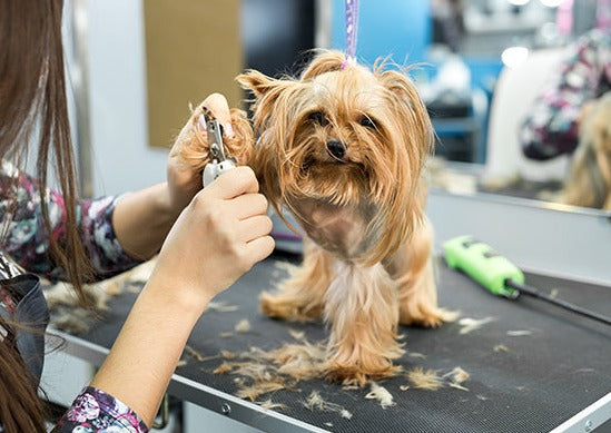 Chien se faisant couper les ongles