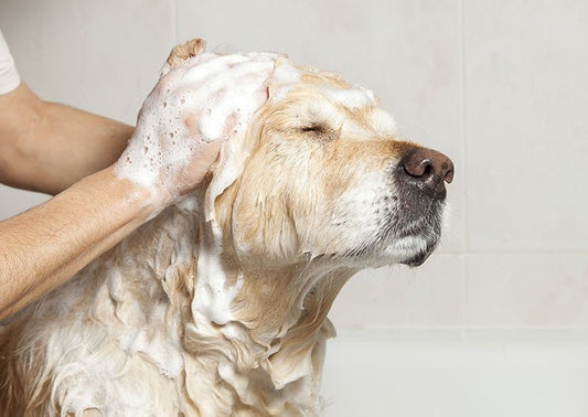 Chien qui se fait faire un shampoing